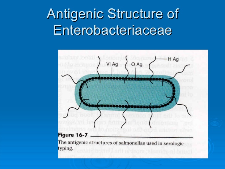 enterobacteriaceae2